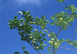 越谷ミート酒場 ビンゴ：南越谷で味わう絶品熟成肉と居心地の良い雰囲気